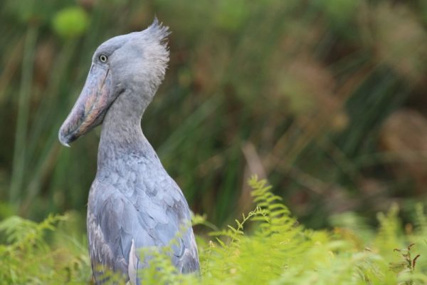 14 Days Uganda birding safari & wildlife tour - Kabira Uganda Safaris