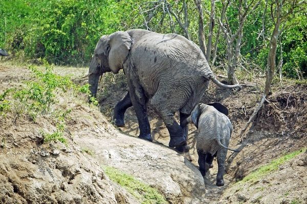 4 Days Queen Elizabeth NP Safari - Kabira Uganda Safaris