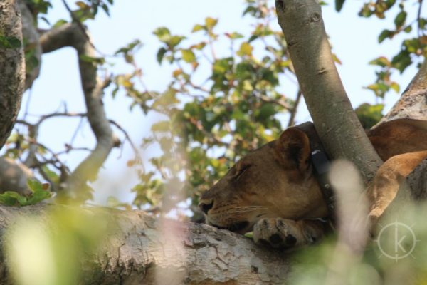 4 Days Queen Elizabeth National Park Wildlife Safari (tree climbing Lions) - Kabira Uganda