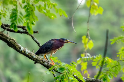 Birding Safaris in Uganda