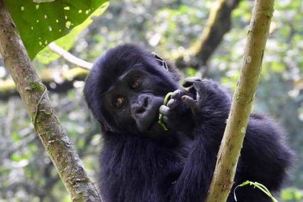 Gorilla trekking in Uganda - Bwindi Forest