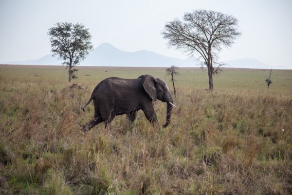 Kidepo Valley National Park, Uganda - Kabira Uganda Safaris