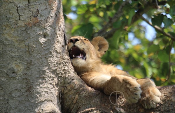 2 Days Queen Elizabeth National Park Wildlife Safari $390pp