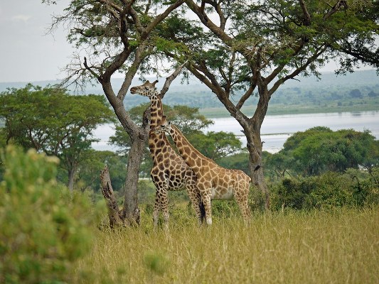 2 Days Murchison Falls safari