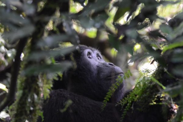 Gorilla trekking in Bwindi Forest National Park