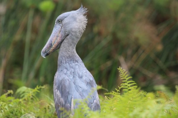 shoebill - Kabira Uganda Safaris - bird watching