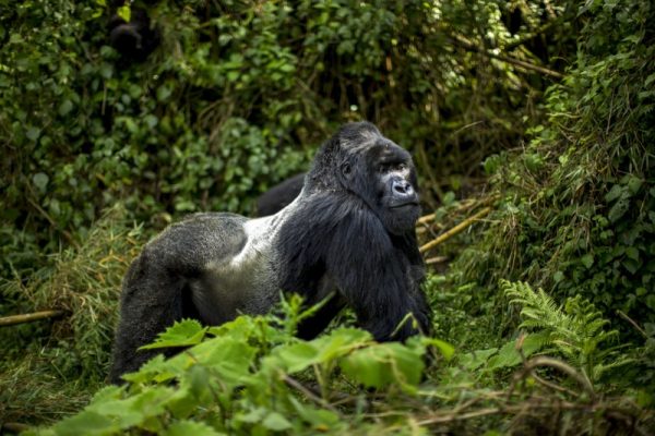 Adult Male Mountain Gorilla Silverback [ Gorilla trekking tours in Rwanda]