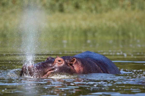 Wildlife viewing in Akagera National Park Rwanda