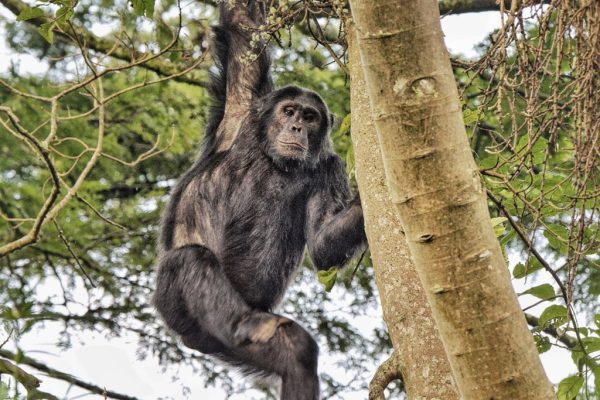 Chimpanzee trekking Nyungwe National Park Rwanda