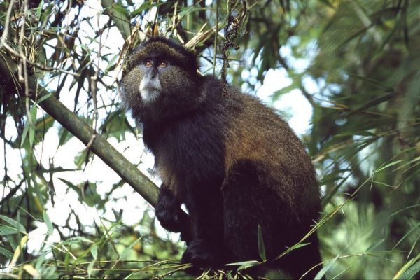 Golden Monkey trekking in Volcanoes National Park