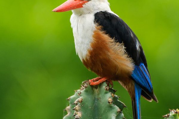 Ultimate Bird watching tours in Uganda