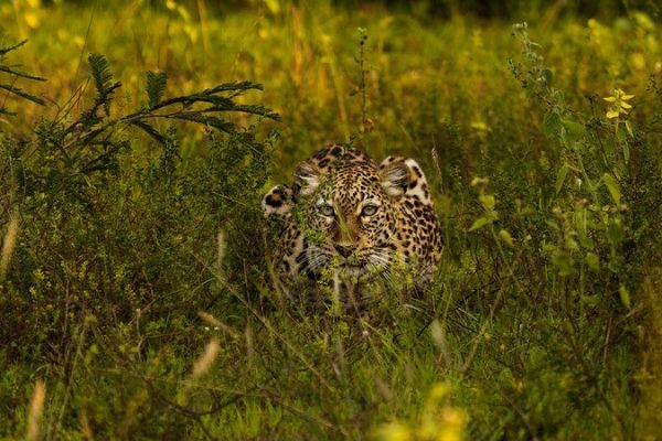 Wildlife in Akagera National Park Rwanda