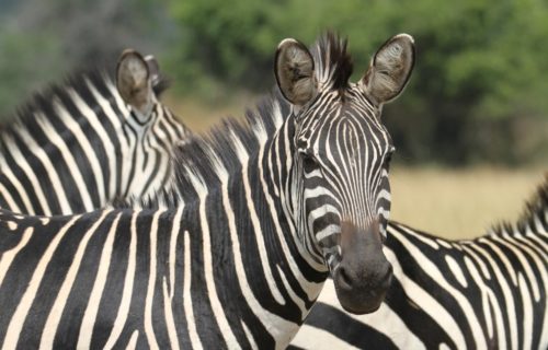 Short Rwanda Safari Tours & Packages 2024 (Kabira Safaris)