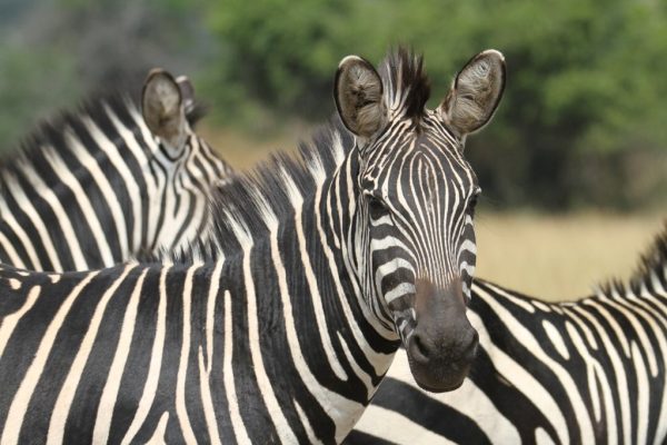 Zebras in Akagera National Park Rwanda