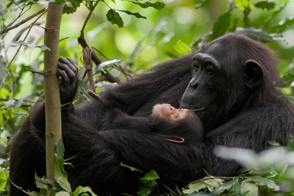 Chimpanzee trekking experience - Kibale Forest National Park