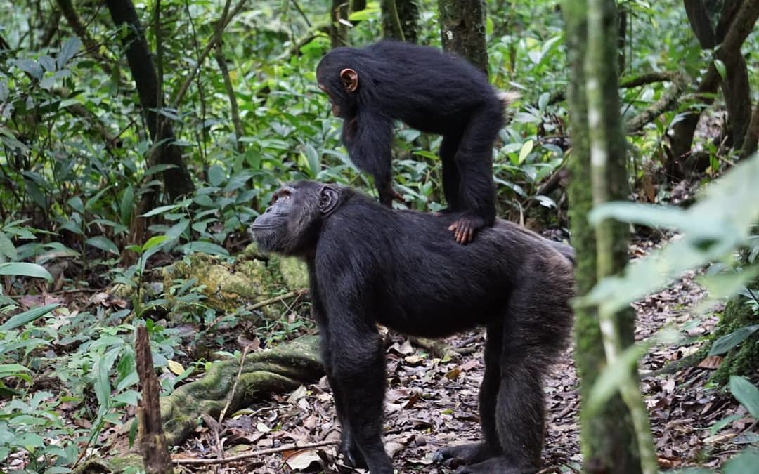 chimpanzee monkey and gorilla