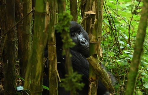 Rwanda Safaris: Home of the Most Accessible Gorilla Trekking