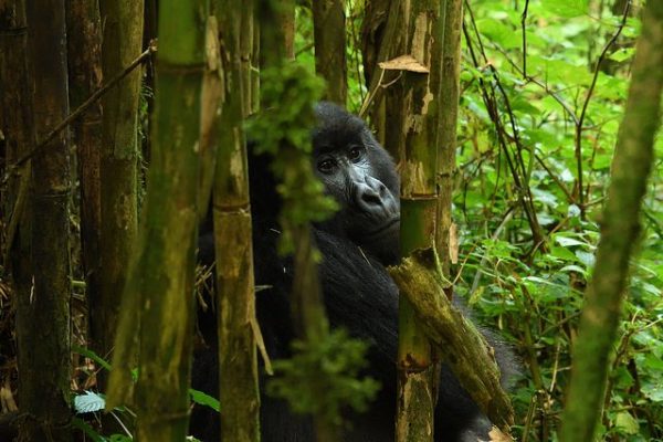 Luxury Rwanda Tours Safaris