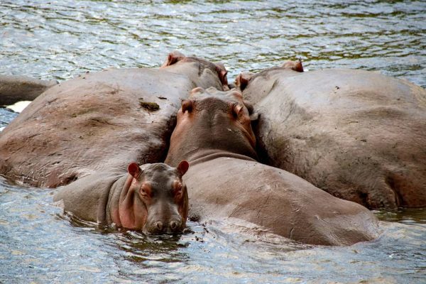 3 Days Murchison Falls safari in Uganda