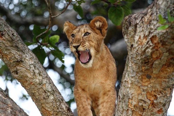 4 Days Queen Elizabeth National Park Wildlife Safari Uganda