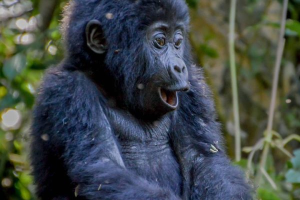Gorilla trekking tours Holidays Uganda