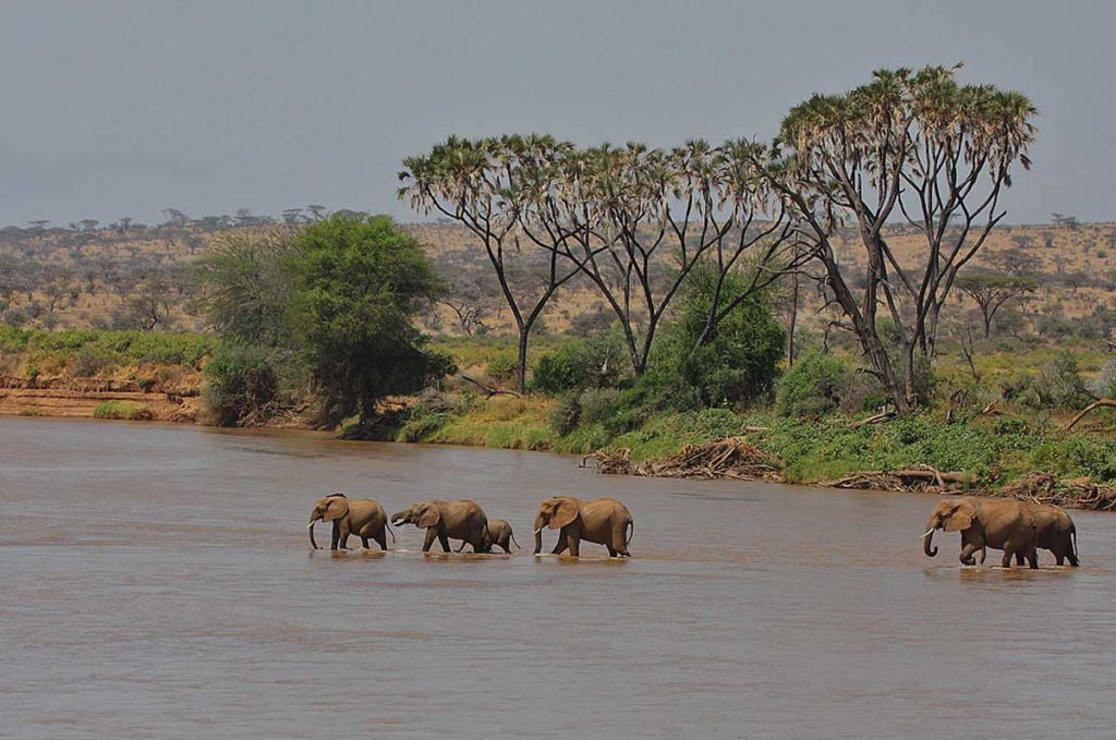 10 Ultimate Kenya Safari Tours & Budget Kenya Safaris Packages