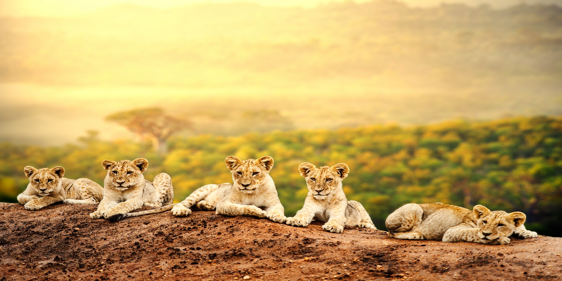 top safari companies in kenya