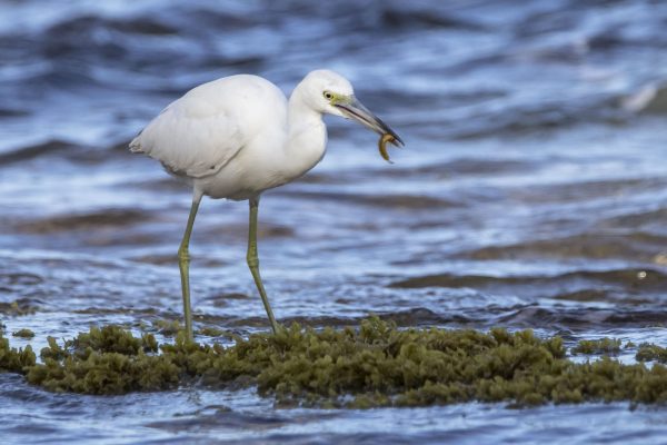 Best Birding Safaris - Watching Tours