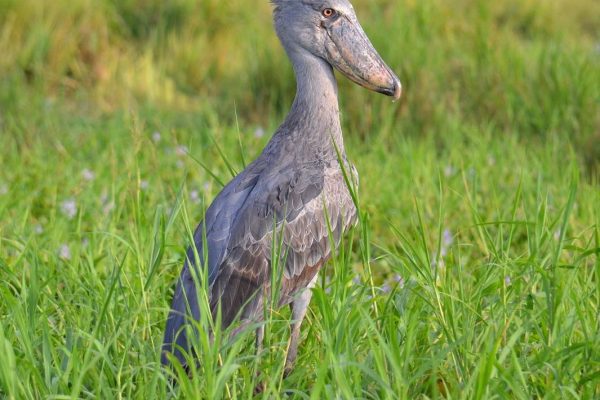 Short Uganda Birding Safaris (Top) Birding Destinations 2021