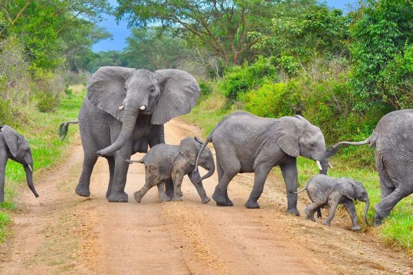 Wildlife in Uganda