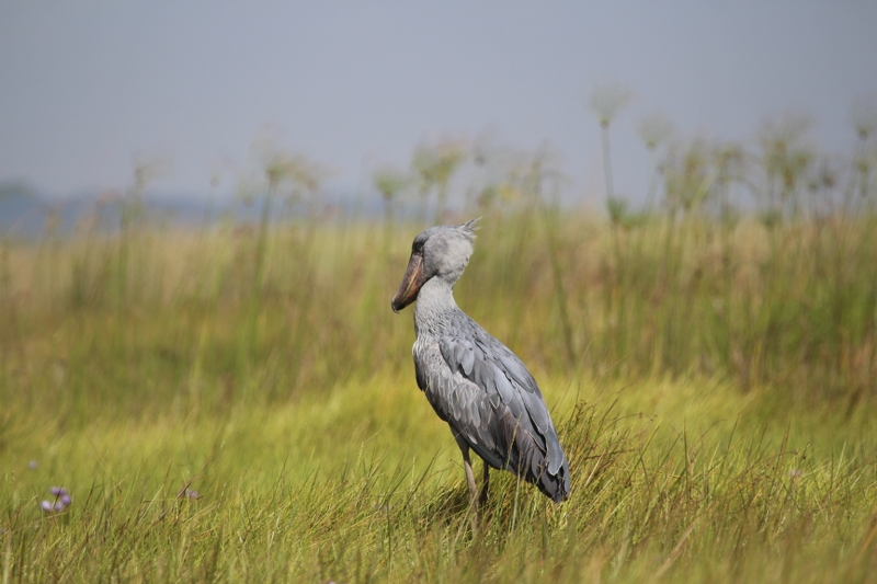 uganda birding trip reports