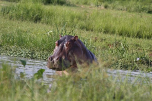 Uganda Gorilla Safari, Wildlife & Rafting Trip