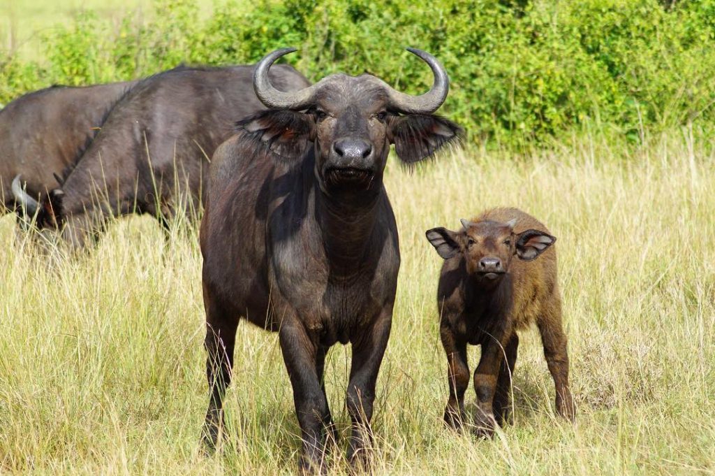 The Cape Buffalo: Breaking down the Big Five