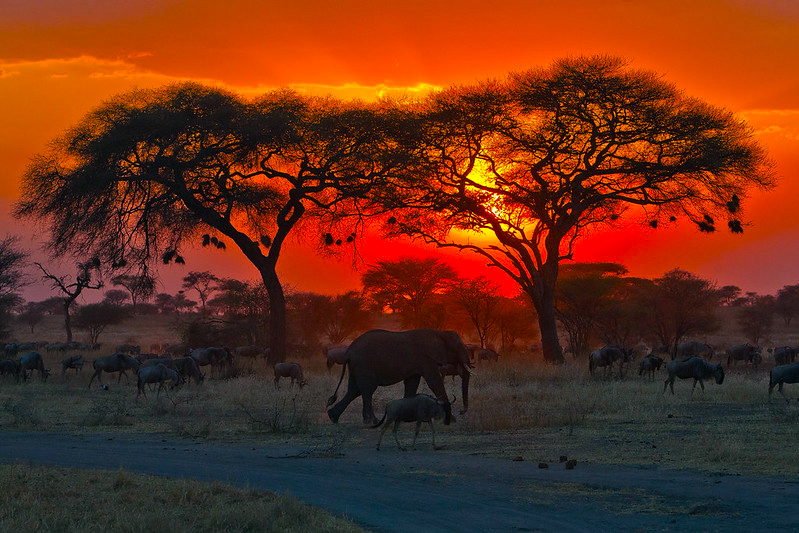 african safari