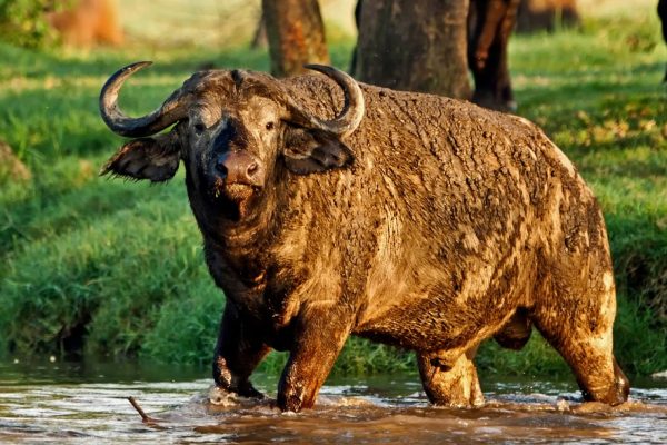 Lake Nakuru National Park buffalo