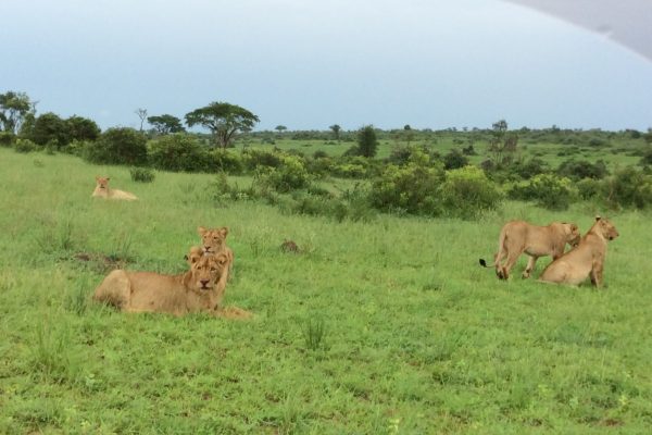 Lions in Murchison Falls National Park Uganda