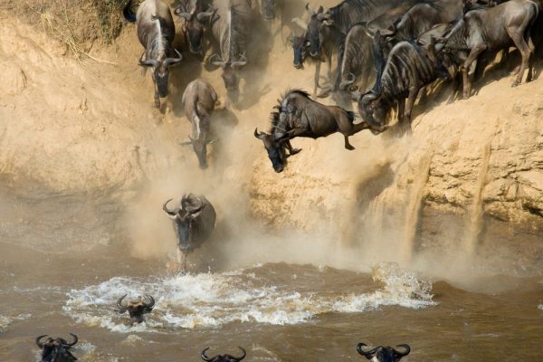 Maasai Mara wildebeest entering river