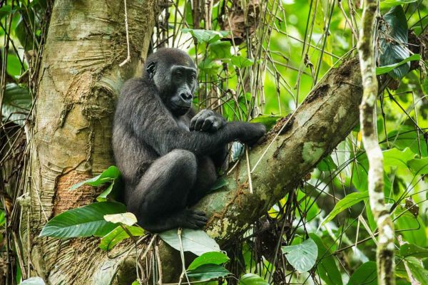 Republic of Congo is one of the best places on earth to see the highly endangered western lowland gorilla.