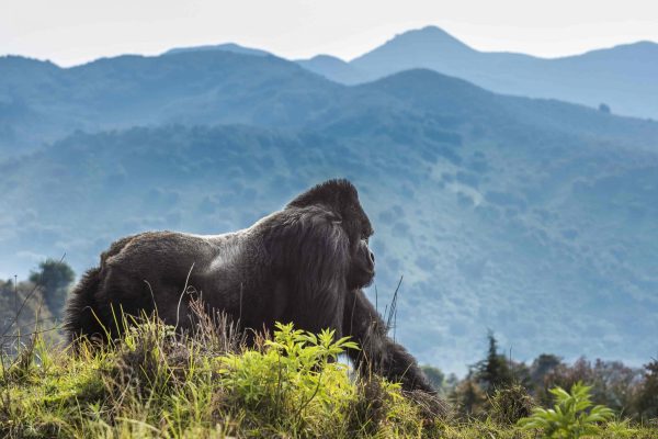 Rwanda National Parks