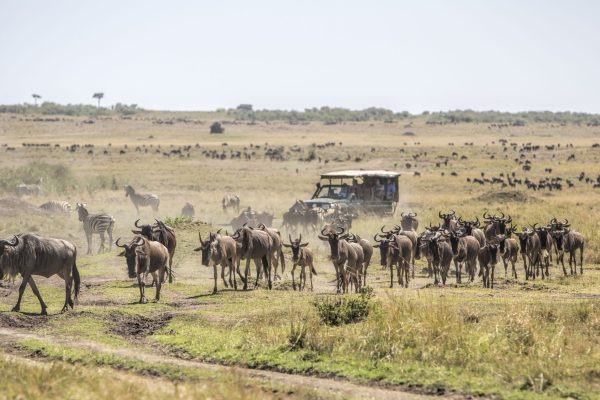 Wildlife in Masai Mara National Park