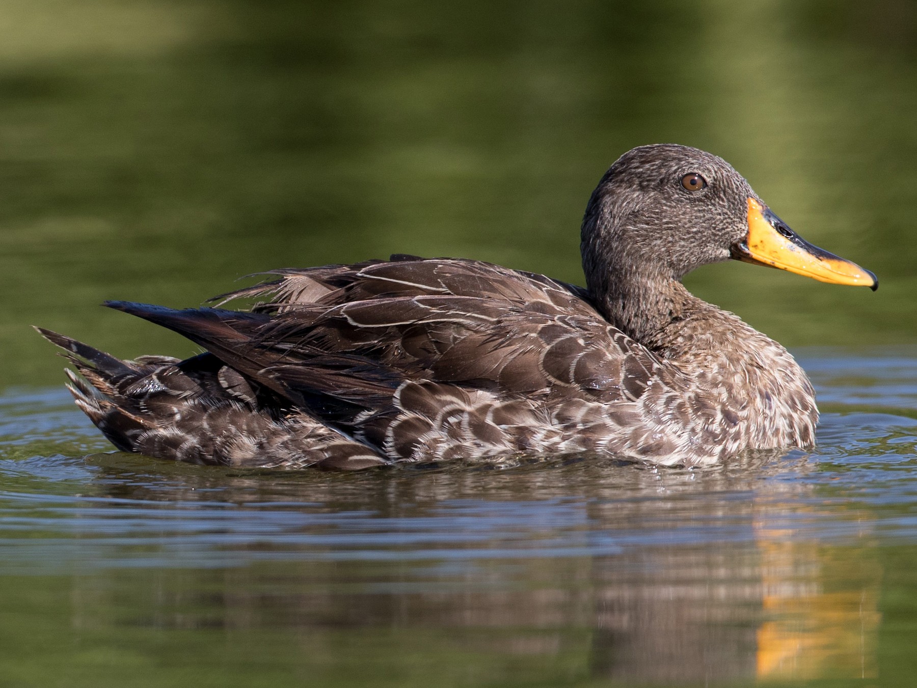 Swimming Yellow-billed Duck