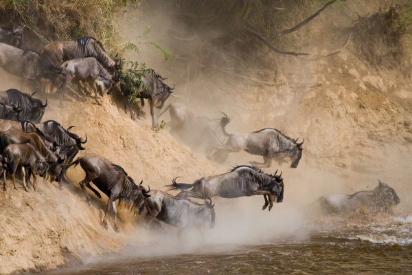 wildebeest migration in Serengeti