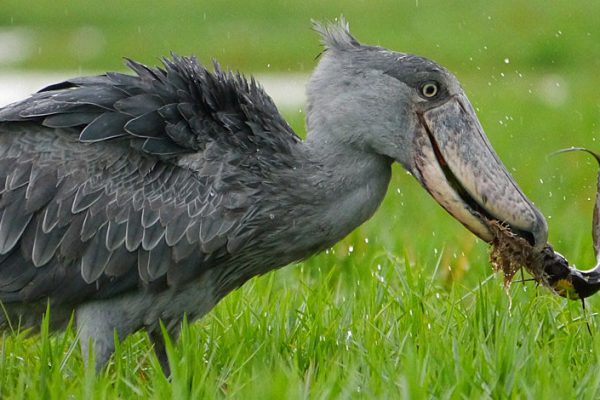 Shoebill at Mabamba Bay