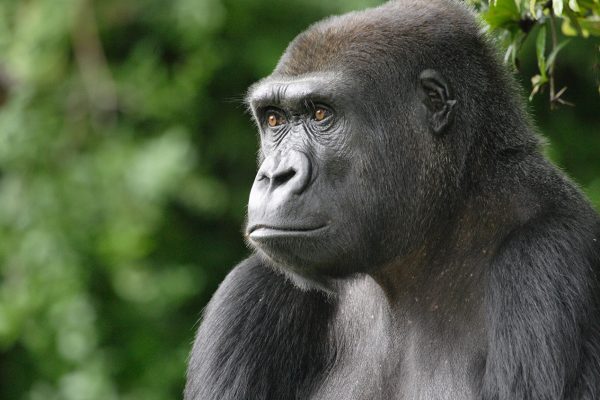 Western Lowland Gorilla