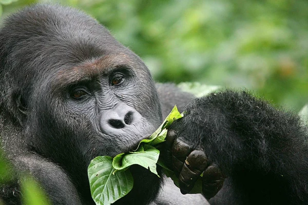 Eastern Lowland Gorilla