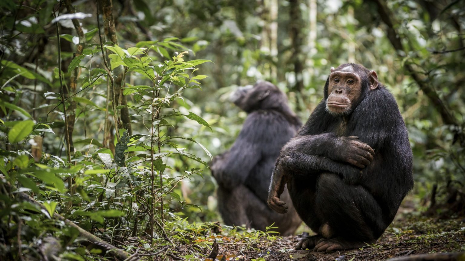 Why Are Chimpanzees Endangered (Threats to Chimps and Help)