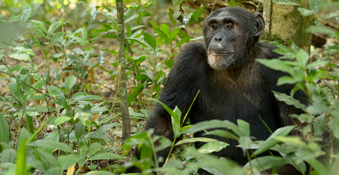 Why Are Chimpanzees Endangered? Threats to Chimps and Help