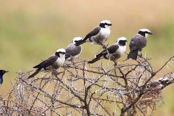 A group of african birds perched on a wattle, many northern white-crowned shrikes, Eurocephalus rueppelli, and a superb starling, Lamprotornis superbus, found in Serengeti National Park, Tanzania