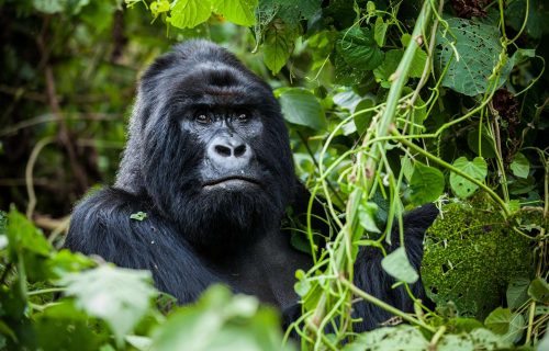 Rwanda Safaris: Home of the Most Accessible Gorilla Trekking