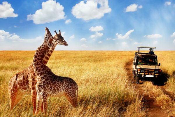 The Cost for African Safari